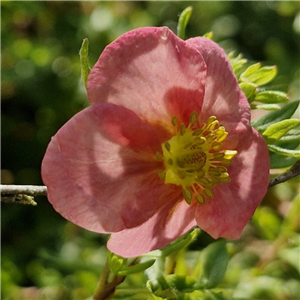 Potentilla 'Bo Peep'